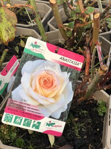 Rosa 'Anastasia' - image 2