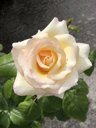 Rosa 'Anastasia' - image 2