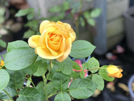Rosa 'Arthur Bell' - image 1
