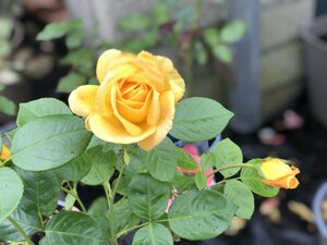 Rosa 'Arthur Bell' - image 1