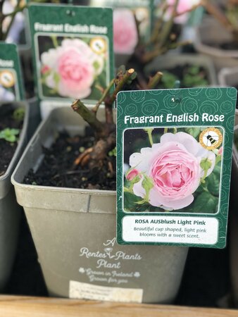 ROSA AUSBLUSH