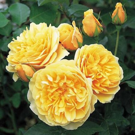 ROSA AUSMAS