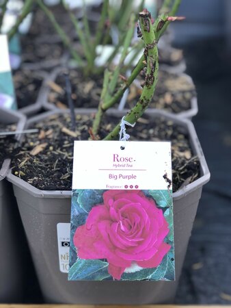 Rosa Big Purple