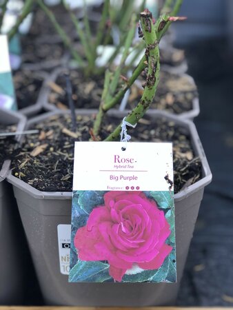 Rosa Big Purple - image 1