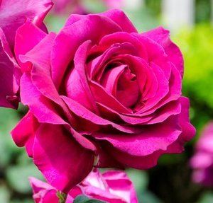 Rosa Big Purple