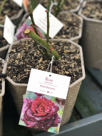 Rosa Black Baccara