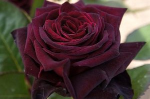 Rosa Black Baccara