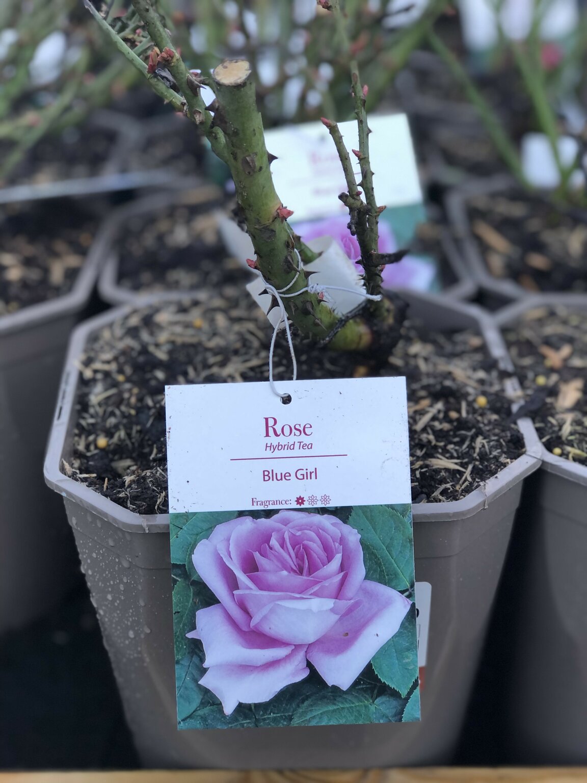 Rosa Blue Girl D and M Garden Centre