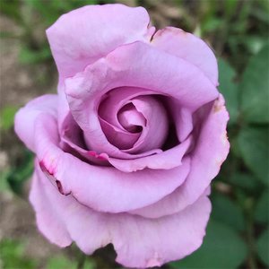 Rosa 'Blue Girl'
