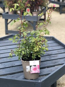 Rosa Bonica - image 3
