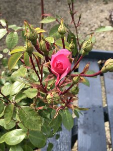 Rosa Bonica - image 2
