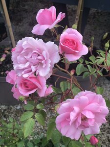 Rosa Bonica - image 3