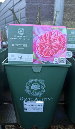 Rosa 'Boscobel'