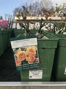 Rosa Carolyn Knight®
