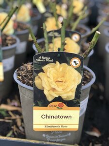 ROSA CHINATOWN - image 2