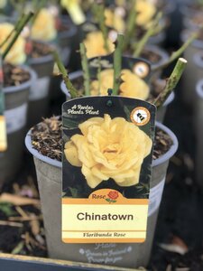 ROSA CHINATOWN