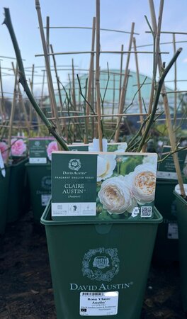 Rosa 'Claire Austin'