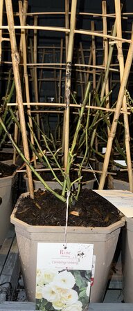 Rosa 'Climbing Iceberg'