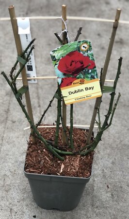 ROSA DUBLIN BAY