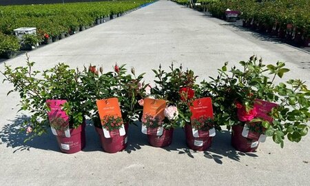 Rosa 'Easy Elegance®' mix