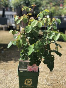 Rosa 'Eustacia Vye' - image 3