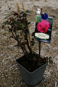 ROSA GALWAY BAY - image 2