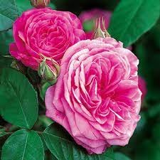 Rosa 'Gertrude Jekyll
