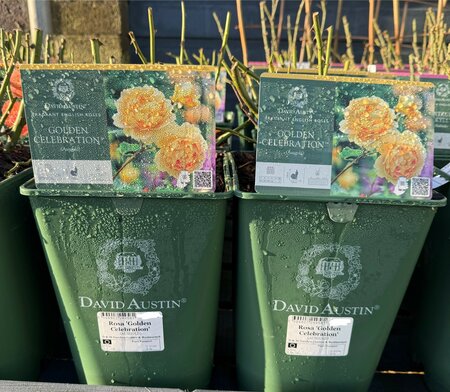 Rosa 'Golden Celebration'