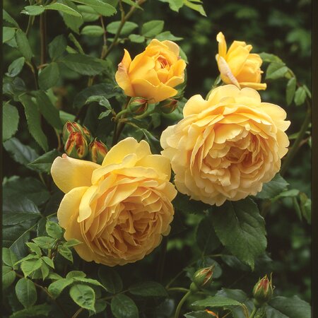 Rosa 'Golden Celebration'