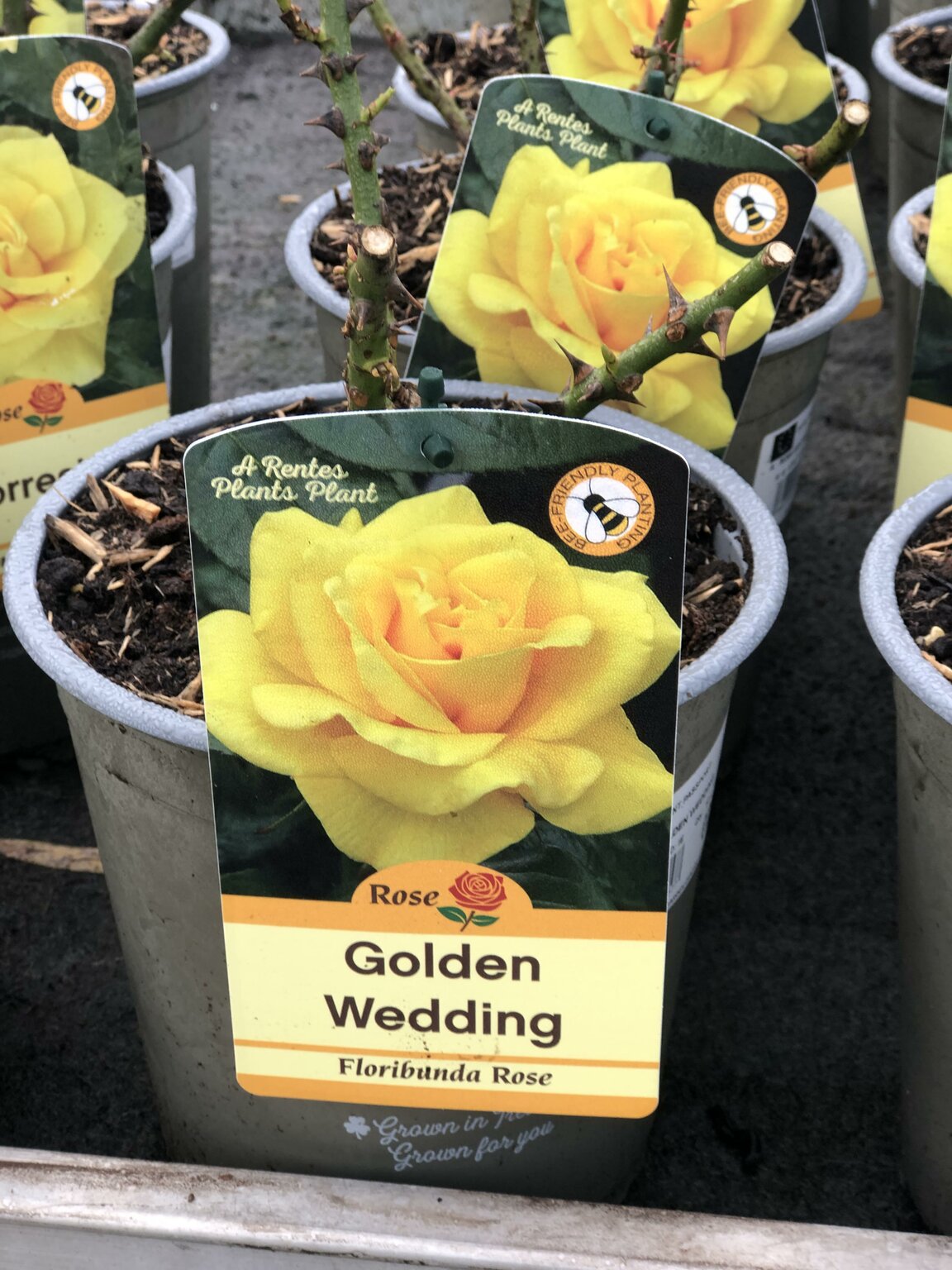 Golden shop wedding rose