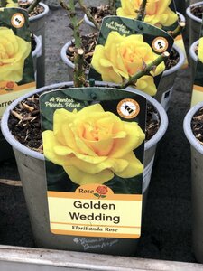 ROSA GOLDEN WEDDING