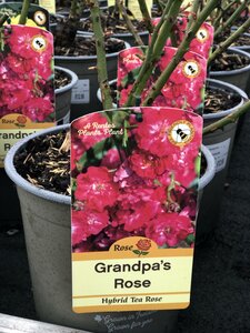 ROSA GRANDPAS ROSE