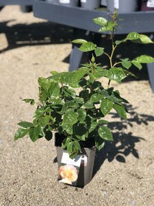 Rosa 'Hansestadt Rostock'