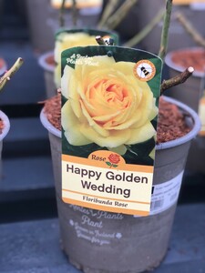 ROSA HAPPY GOLDEN WEDDING