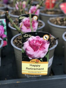 ROSA HAPPY RETIREMENT