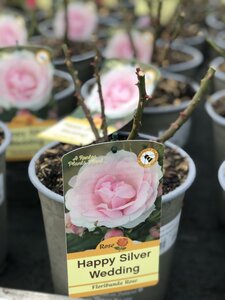 ROSA HAPPY SILVER WEDDING