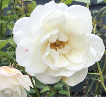 Rosa 'Iceberg'