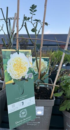 ROSA IN VARIETIES - DAVID AUSTIN