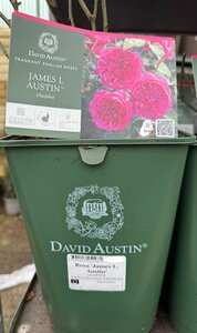 Rosa 'James L. Austin'