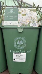 Rosa 'Kew Gardens'