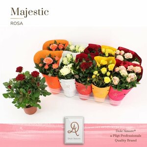 Rosa 'Kordana'® mix