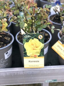ROSA KORRESIA - image 2