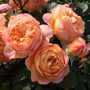 Rosa Lady Emma Hamilton®