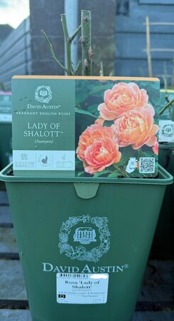 Rosa 'Lady of Shalott'