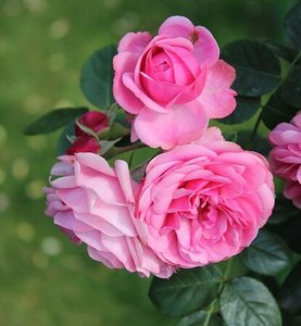 Rosa 'Leonardo da Vinci'
