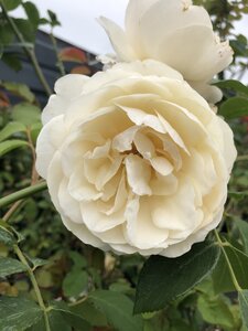 Rosa Lichfield Angel®