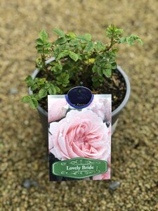 ROSA LOVELY BRIDE - image 1