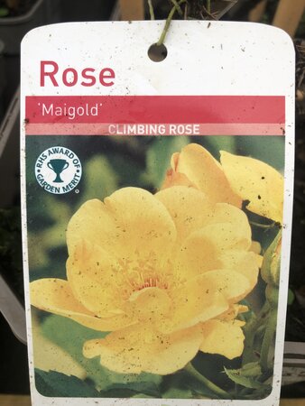 Rosa Maigold - image 1