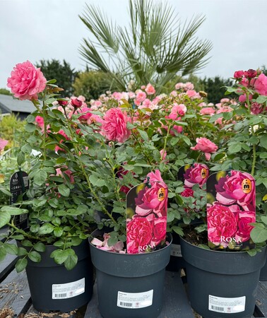 Rosa mix