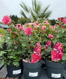 Rosa mix